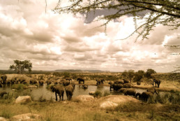 Africa- Animals