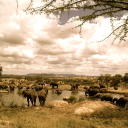 Africa- Animals