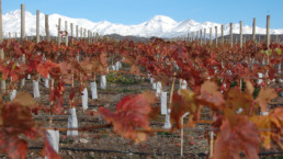 Argentina- Mendoza Vineyards and Mountains