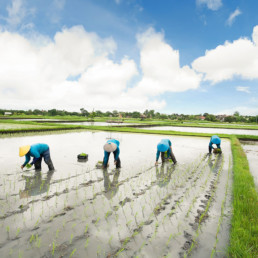Bali- Balinese female farmers planting rice by hands