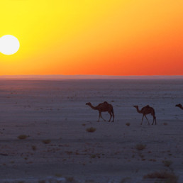 Oman- Camels at sunset