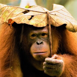 Malaysia Orang Utan Malaysia