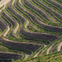 Portugal- Douro vinhateiro